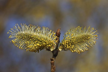 Flowering goat willow (Salix caprea), two male flowers, Baden-Wuerttemberg, Germany, Europe