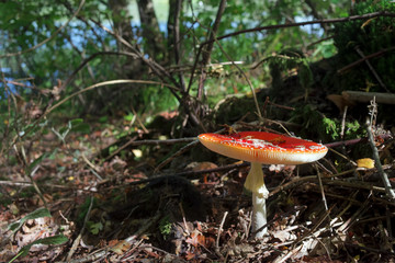 Amanite tue mouches en bord de rivière