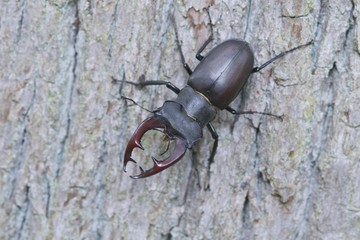 Stag beetle (Lucanus cervus), Emsland region, Lower Saxony, Germany, Europe