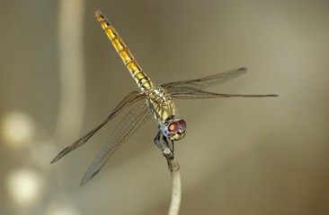 Red-veined Darter Dragonfly (Sympetrum fonscolombii), female