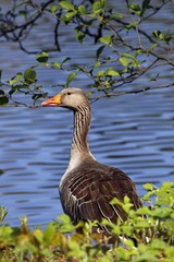Gray goose, grey goose, greylag goose (Anser anser) at a lake in spring
