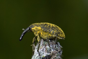 True weevil species, Larinus sturnus, Enkheimer Ried, Hesse, Germany, Europe