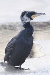 Cormorant (Phalacrocorax carbo)