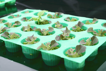 Hydroponic vegetables, Evaporative cooling system or Greenhouse for organic plant