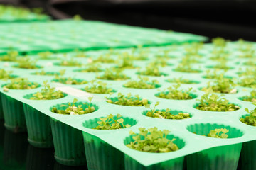 Hydroponic vegetables, Evaporative cooling system or Greenhouse for organic plant