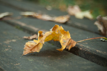 feuilles mortes sur un banc