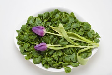 Field salad (Valerianella locusta) and two tulips (Tulipa)