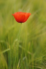 Poppy (Papaver) in a barley field