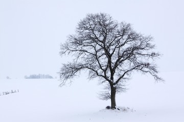 Single English Oak or Pedunculate Oak (Quercus robur) in winter fog and snow, Kluetzer Winkel,...