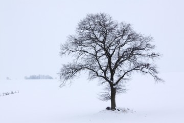 Fototapeta na wymiar Single English Oak or Pedunculate Oak (Quercus robur) in winter fog and snow, Kluetzer Winkel, Mecklenburg-Western Pomerania, Germany, Europe