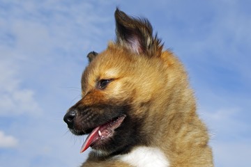 Puppy, Icelandic Sheepdog (Canis lupus familiaris)