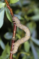 Brindled Beauty (Lycia hirtaria), caterpillar