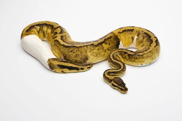 Pastel Piebald Ball Python or Royal Python (Python regius), female