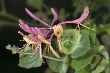Golden flame honeysuckle (Lonicera heckrottii), inflorescence, Untergroeningen, Baden-Wuerttemberg,...