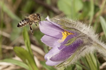 Western honey bee (Apis mellifera), approaching a pasque flower (Pulsatilla vulgaris), in a garden, Untergroeningen, Baden-Wuerttemberg, Germany, Europe
