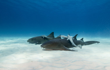 Fototapeta premium Great hammerhead shark underwater view Bimini, Bahamas.
