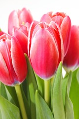 Red tulips (Tulipa)