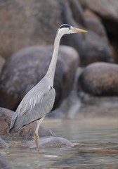 Grey Heron (Ardea cinerea) at a pond