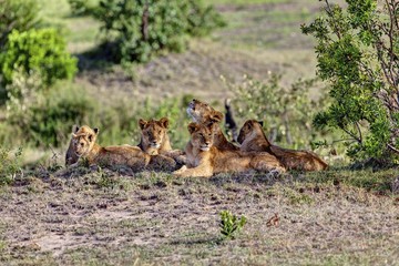 Group of young Lions (Panthera leo) resting, Masai Mara National Reserve, Kenya, East Africa, Africa, PublicGround, Africa