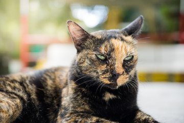 Cat portrait close up, only head crop, looking to the top
