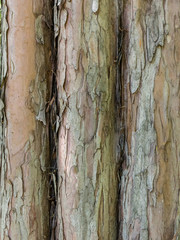 trunk of tree with green bark