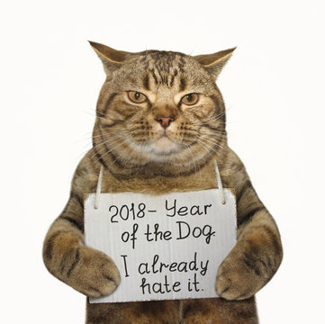 The cat is holding a funny banner . White background.
