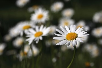 Daisy flowers (Leucanthemum vulgare)