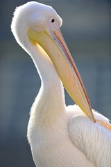 Great White Pelican (Pelecanus onocrotalus) preening