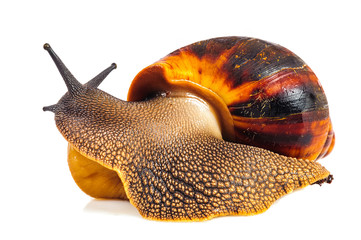 Single Snail with a beautiful shell,nice coloring,close up isolated on the white background
