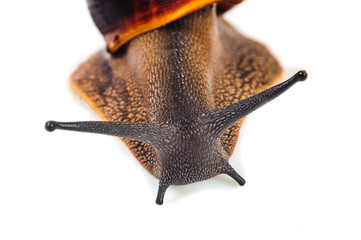 Single Snail with a beautiful shell,nice coloring,close up isolated on the white background