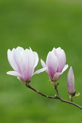 Tulip magnolia (Magnolia x soulangeana), Amabilis, cultivated variety