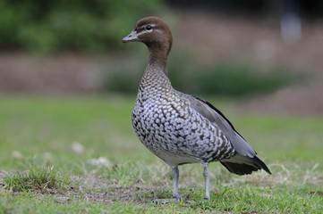 Australian wood duck, Maned duck, Maned goose (Chenonetta jubata), Australia, Oceania