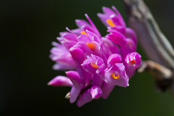 Fototapeta na wymiar Den. secundum, is a hot to warm grower, endemic to Thailand, Vietnam, Sumatra and Borneo.