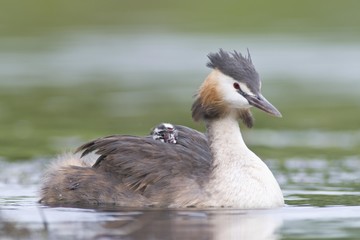 Great Crested Grebe (Podiceps cristatus) with chick on back