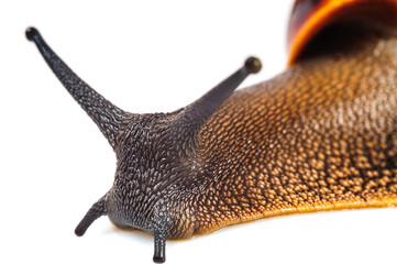 Single Snail with a beautiful shell,nice coloring,close up isolated on the white background