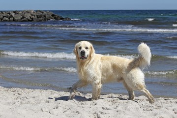 Golden Retriever dog (Canis lupus familiaris), male, two years, running on the beach, domestic dog