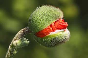 Opening flower bud of Oriental Poppy (Papaver orientale)