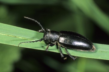 Dorcadion fuliginator flightless beetle, black variant, Tokai mountain, Hungary, Europe