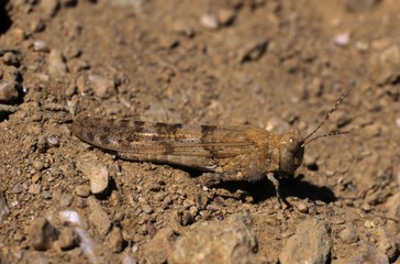 Blue-winged Grasshopper (Sphingonotus caerulans), Cyprus, Greece, Europe