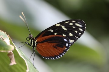 Fototapeta na wymiar Passion Flower Butterfly (Heliconius hecale Zuleika)