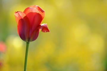 Tulip (Tulipa)