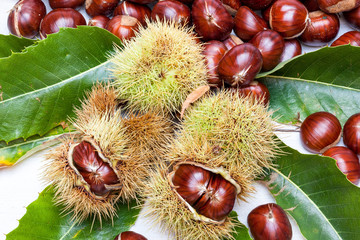 an lot off chestnuts