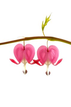 Bleeding heart (Dicentra spectabilis)