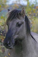 Konik horse (Equus przewalskii f. caballus), Tarpan rebreeding, portrait