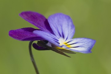 Heartsease (Viola tricolor)