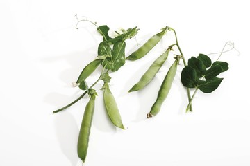Pea pods with with tendrils