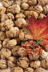 Walnuts, firethorn and maple leaf