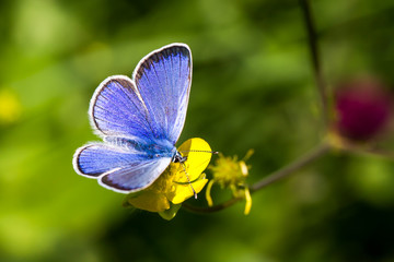 Common Blue butterfly - polyommatus icarus