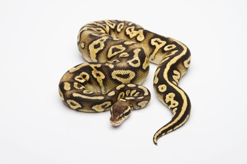 Pastel Phantom Yellow Belly Ball Python or Royal Python (Python regius), female
