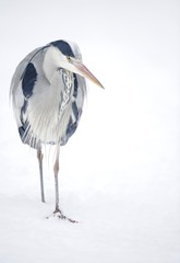 Grey Heron (Ardea cinerea) in winter